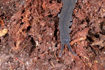 Media type: image;   Invertebrate Zoology 168055 Description: Digital photograph of specimen in life.;
